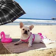 Pin By Linda Massing On Bouledogues Co Cute French Bulldog French Bulldog Funny Bulldog Puppies