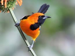 Photos And Videos For Hooded Oriole All About Birds Cornell Lab Of Ornithology Oriole Bird Ornithology Orange Bird