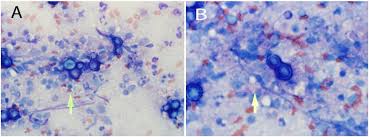 Image result for cuterebriasis in dogs