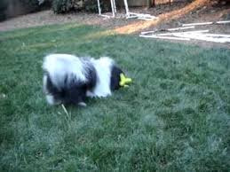 Product Review Hartz Dura Play Bones Youtube