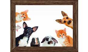 The pet fund is not responsible for the outcome of any involvement with any financial service associated with our website, but we do welcome you to make responsible decisions about which services might be appropriate for your individual financial situation. Owning A Pet In Dubai Kids Community Time Out Dubai