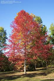 Pepperidge, black gum, black tupelo or sour gum tree. Plantfiles Pictures Nyssa Species Blackgum Black Gum Tree Pepperidge Sour Gum Tupelo Nyssa Sylvatica By Passiflora Pink