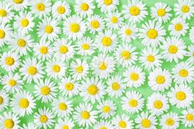 Fresh White Daisies On Pastel Green Background Wild Flowers Meadow Green Backgrounds Wild Flower Meadow Wild Flowers
