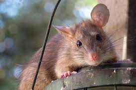 As your local richmond pest controllers we understand that if you uncover a wasp nest or you find rats in your commercial premesis, then you will require a fast and efficient service. Abbotsford Ninth Rattiest City In B C Abbotsford News