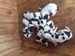 Image result for malý modrý gaskoňský honič