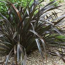 Phormium Platts Black New Zealand Flax Seaside Garden Grasses Garden