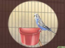 How To Take Care Of A Budgie Budgies Parakeet Care Parakeet