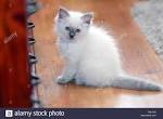 Ragdoll Kittens for Sale Near Me | Buy Ragdoll Kitten
