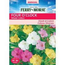 The most common four o'clock flowers material is stretched canvas. 1 Home Improvement Retailer Cancel 0 Welcome Back Ready To Checkout View Cart 0 Barcode Scanner Icon Scan Barcode Scan A Barcode To Search For An Item Your Recent Searches My Account My Account Lists All Departments Home Decor