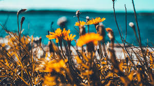 Desktop wallpaper summer computer wallpaper aesthetic iphone. Summer Computer Laptop Summer Computer Cute Backgrounds Novocom Top