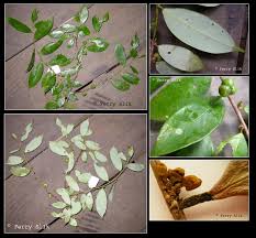 Image result for Cleistanthus