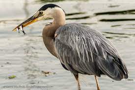 Check spelling or type a new query. Eye Of The Heron Eye On Environment