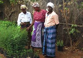 Image result for Rhynchosia zernyi