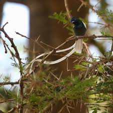 Image result for Terminalia kilimandscharica