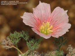 Image result for Monsonia senegalensis