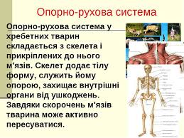 Органи - презентація з біології