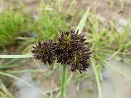 Image result for Cyperus difformis