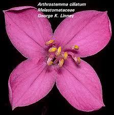 Image result for Melastomataceae