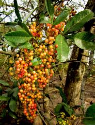 Image result for Searsia nebulosa