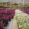 Pakej cameron highland 3 hari 1 malam rm80.00 seorang 9.00 malam : 1