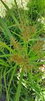 Image result for Cyperus nuerensis