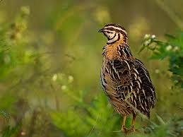 Bird With No Feathers On Head Rain Quail Coturnix Coromandelica Quail Beautiful Birds Birds