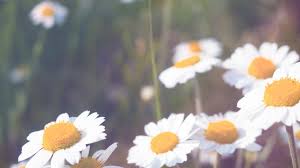 Pháº£n ă¡nh ä'æ¡n vá»‹ thi că´ng dá»± ă¡n khu nhă á»ÿ thæ°æ¡ng máº¡i phăa tă¢y mæ°æ¡ng phă³ng thá»§y ä'áº¥u ná»'i. Hinh Ná»n Anh Sang Máº·t Trá»i Thien Nhien VÄ© Mo Chi Nhanh Mau Vang Matricaria Cay Cá» Mua Thu La Thá»±c Váº­t Há» Thá»±c Váº­t Canh Hoa Hoa Dáº¡i Thá»±c Váº­t
