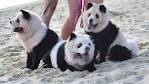 Chow Chow Puppies For Sale - Puppy Singapore