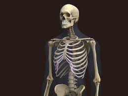 We support more than 23 software. Zygote 3d Male Skeleton Model Human Skeleton 3d Model