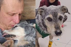 Alexandre Rossi anuncia morte de Estopinha, aos 14 anos: 'Uma parte de mim  foi destruída'