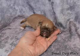 I have a 1 week old puppy that cries constantly at night. Specifics Of Feeding Newborn Puppies Do It Right From The Start