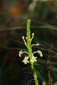 Image result for Chascanum hederaceum