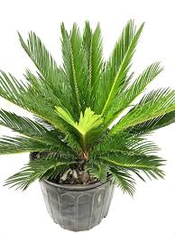 Image result for Cycas revoluta