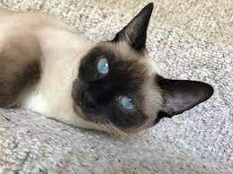 Two Peas Cats And Kittens Siamese Cats Raining Cats And Dogs