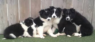 The border collie puppies are a merry, romping breed that is full of energy and affection. Come Bye Border Collie Rescue