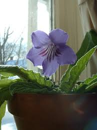Image result for Streptocarpus umtaliensis
