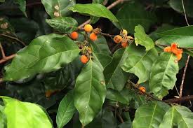 Image result for Dichapetalum deflexum