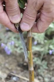 So Okulieren Sie Einen Obstbaum Garten Pflanzen Tomaten Zuchten Und Garten Lavendel