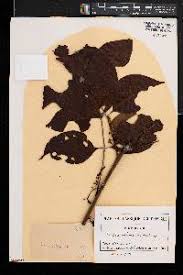 Image result for Lannea welwitschii