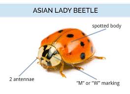 What Do Asian Lady Beetles Look Like Asian Lady Beetle