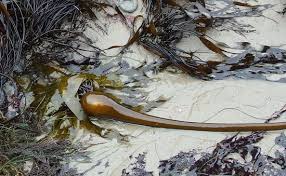 Image result for Eulophia obscura