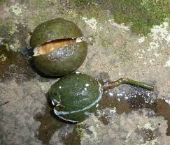 Image result for Tabernaemontana ventricosa