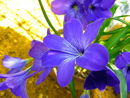 Image result for Tecophilaeaceae