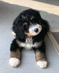 As a designer breed, mini bernedoodles bring the best from both the bernese mountain dog and the poodle. Standard And Mini Bernedoodles Puppies For Sale Poodles 2 Doodles