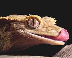 Can be identify what sort of crested geckoskin style. How To Mix Pangea Gecko Food Zoo Reptilia