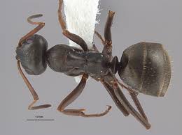 Image result for Centema subfusca