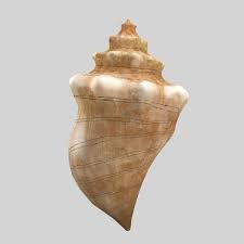 Conch Shell 3d Model Conch Shell Conch Shells