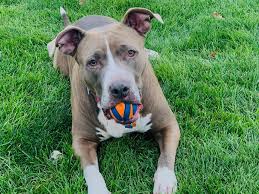 Entra nel sito, leggi le recensioni certificate e acquista on line! American Staffordshire Terrier Caratteristiche Fisiche E Carattere Terranews