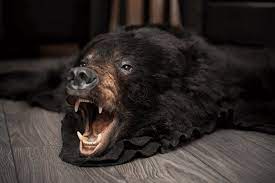 Remember that fur does not take well to being treated roughly. Black Bear Skin Rugs Furcanada