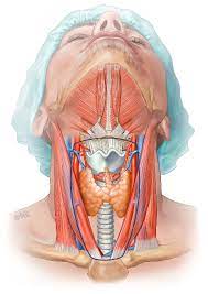Although papillary thyroid cancer often spreads to lymph nodes in the neck, the disease responds very well to treatment. Thyroid Cancer Facts Seattle Cancer Care Alliance
